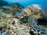 Turtle Tortue Gili Air  Divers - Gili Meno Divers Gili Trawangan Lombok Bali Indonesia